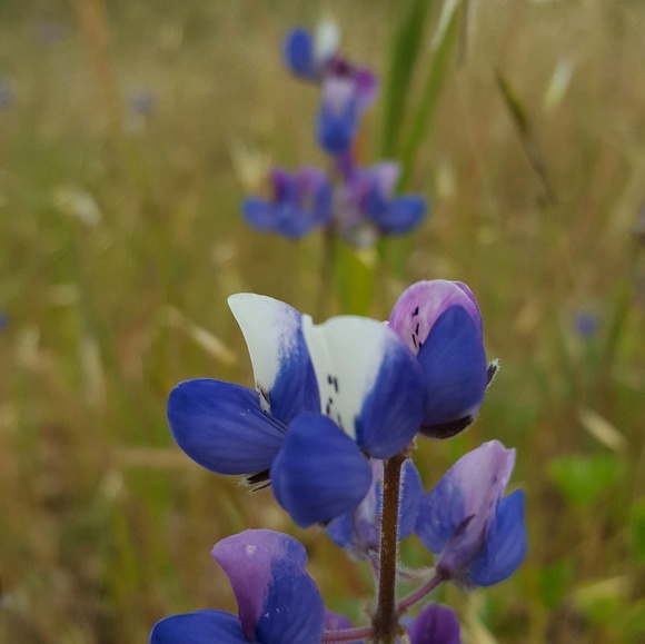 Meet your Posher, Lisa - Picture 1 of 1